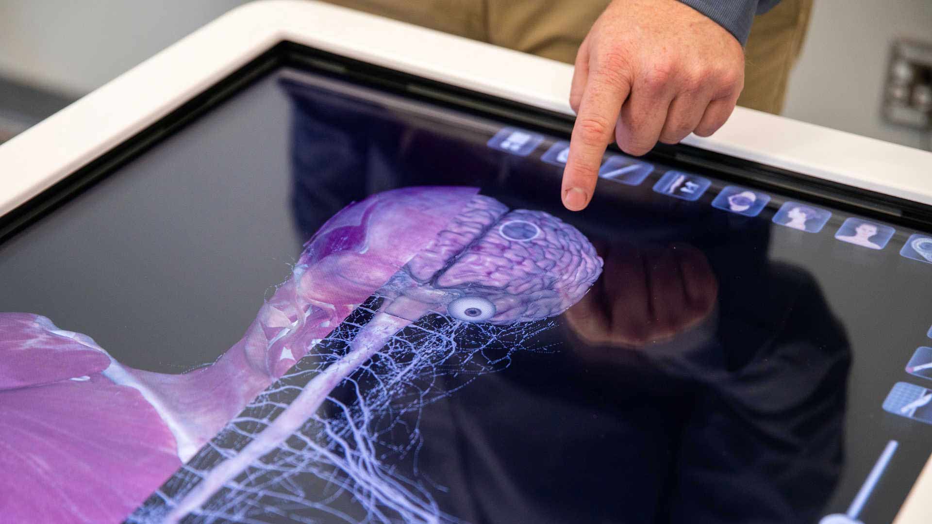 Individual pointing at an Anatomage Table