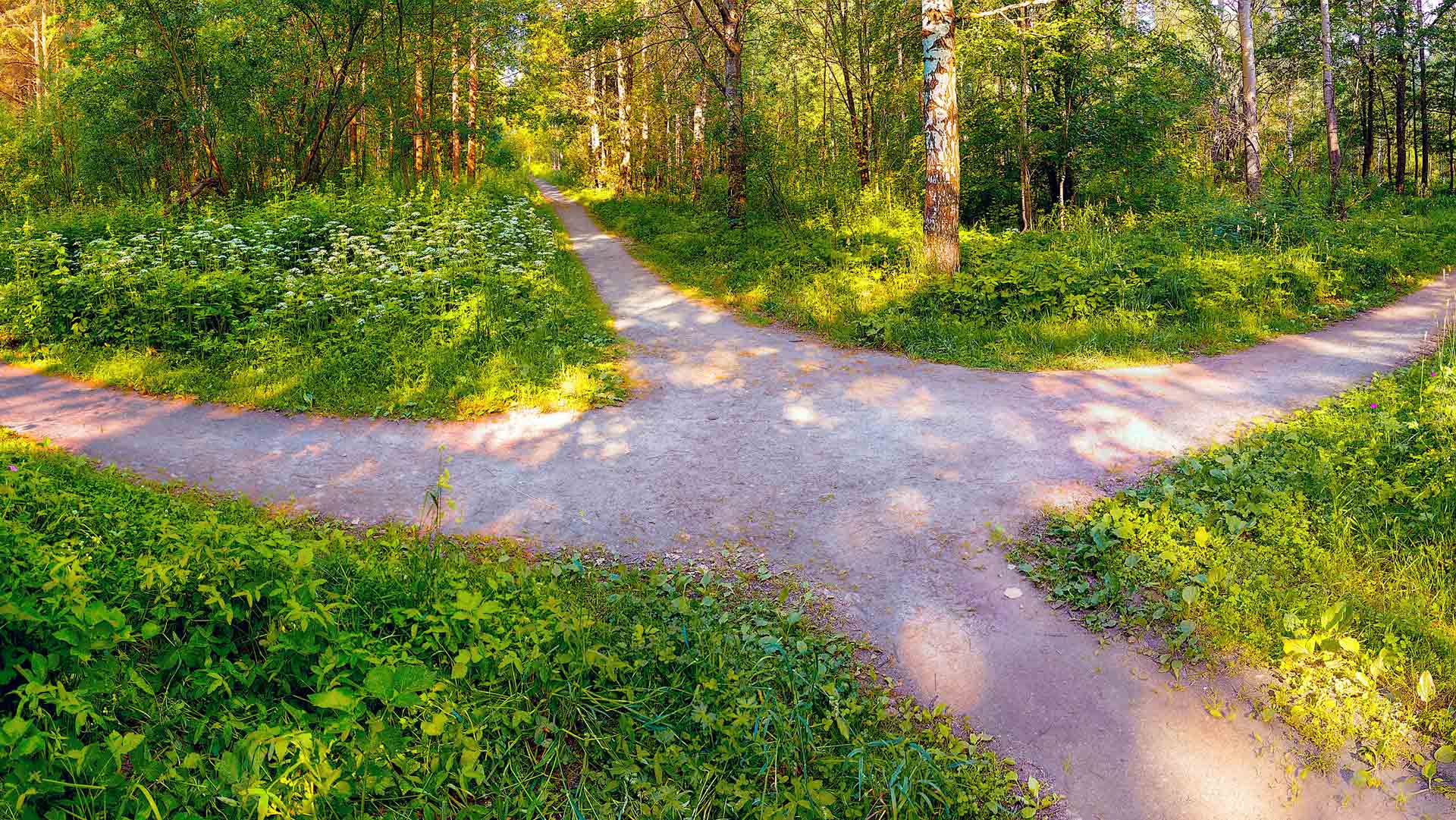 Forest with four paths. 